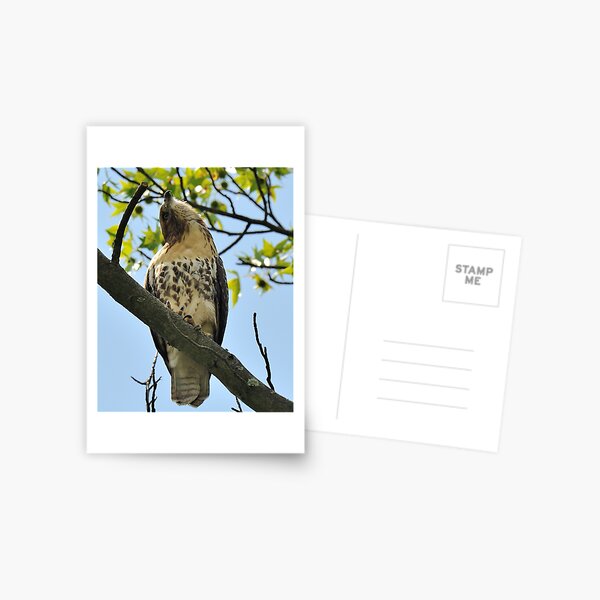 Red Tailed Hawk Juvy Postcard