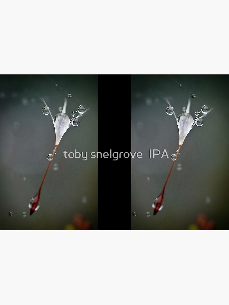Drops on a web by tobysnelgrove
