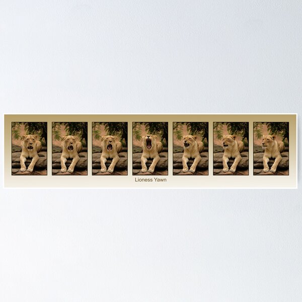 Item preview, Sleepy Lioness in Super Triptych designed and sold by Tom Grieve.