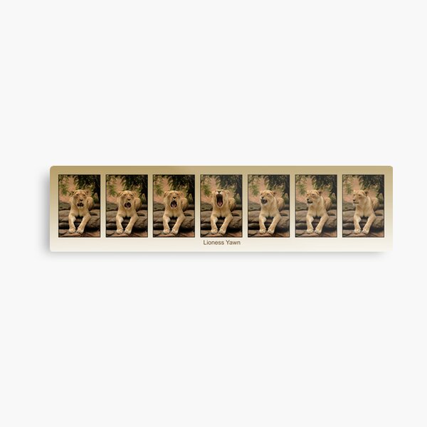 Sleepy Lioness in Super Triptych Metal Print