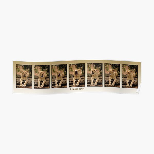 Sleepy Lioness in Super Triptych Poster