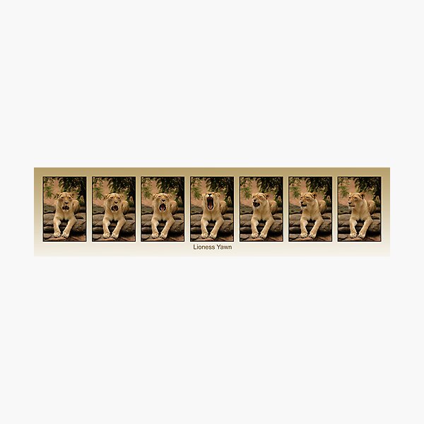 Item preview, Sleepy Lioness in Super Triptych designed and sold by Tom Grieve.
