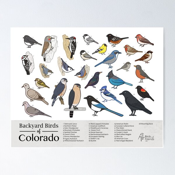Item preview, Colorado - Backyard Birds of Colorado Field Guide Print - Bird Art - BirdsandFriends.co designed and sold by BirdsandFriends.