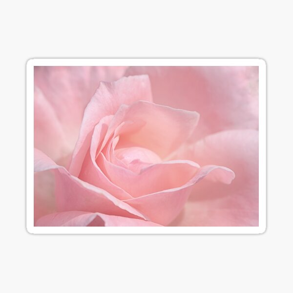 A Delicate Pink Rose Sticker