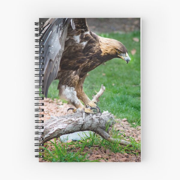 Aperçu de l'œuvre aigle royal sur le journal créée et vendue par Sillygirl101.