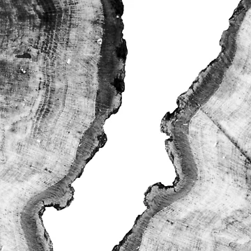 Artwork thumbnail, Tree Rings by NeptuneDesigns