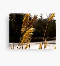 Reeds Canvas Print
