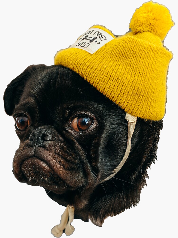 "Pug ugly cute dog in hat" Sticker by Memeatarian Redbubble