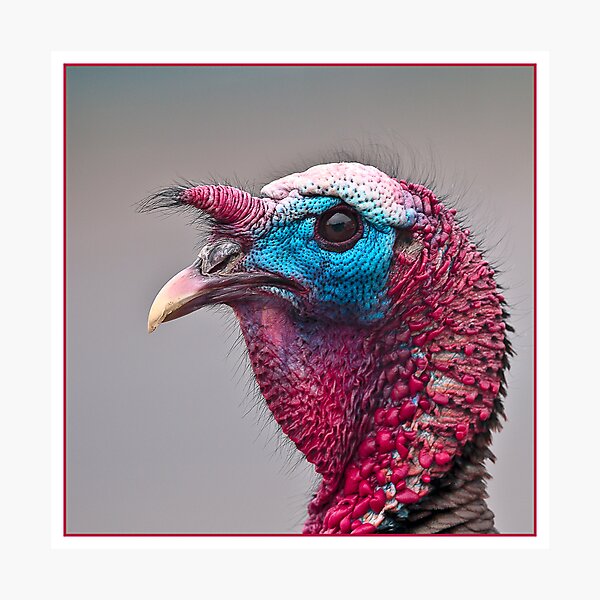 Item preview, Turkey Profile designed and sold by (Tallow) Dave  Van de Laar.
