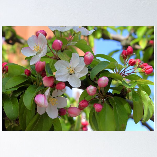 Item preview, Spring Blossom designed and sold by Barb White.