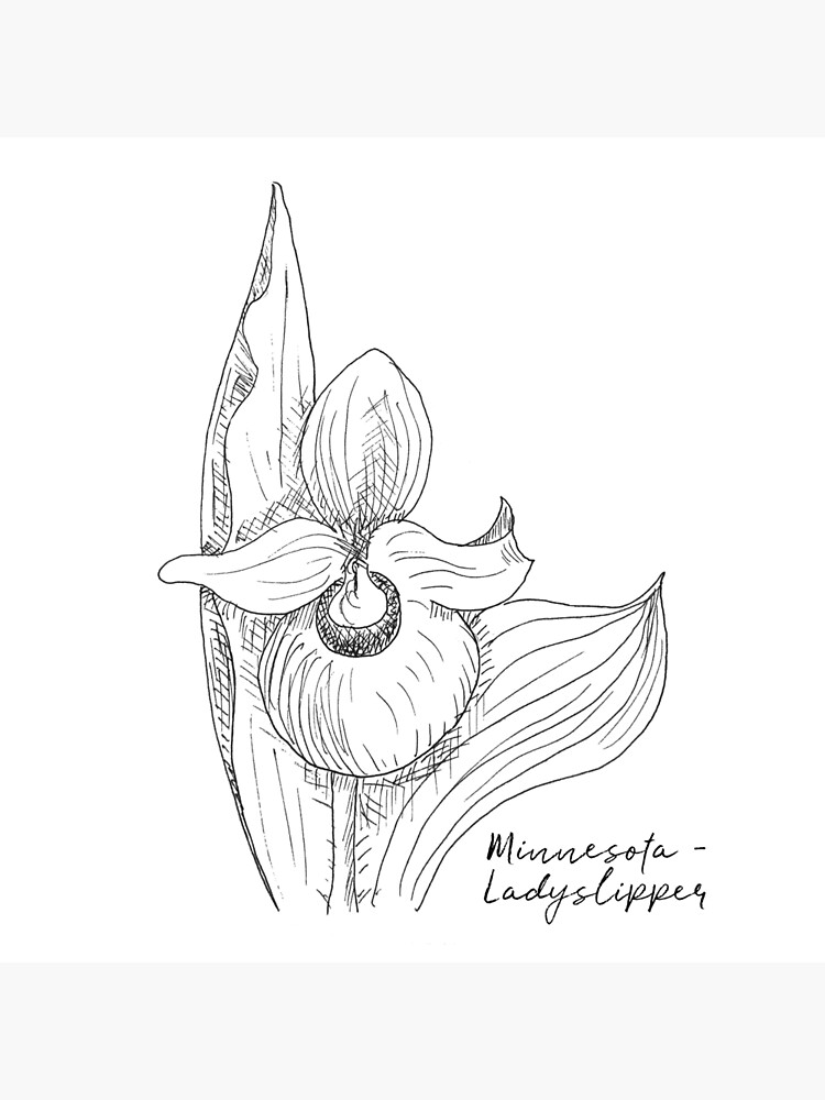 "Ladyslipper Minnesota State Flower Illustration" Poster for Sale by