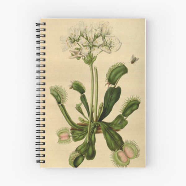 Item preview, Venus Fly Trap designed and sold by BlueSpecsStudio.