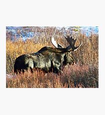 bull moose Photographic Print