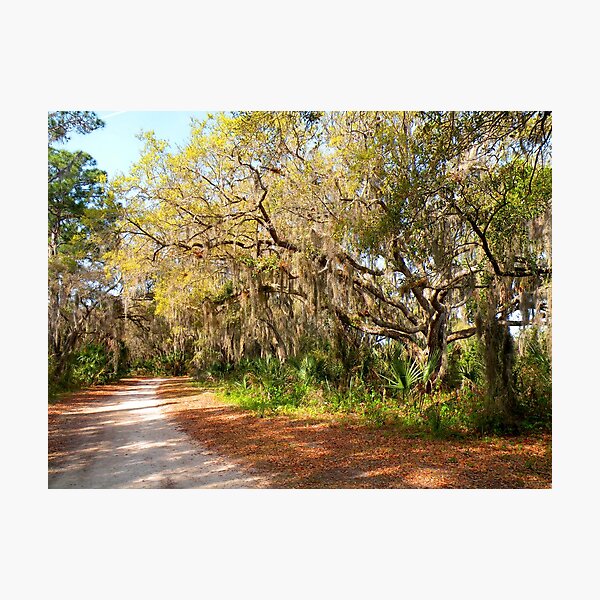 Item preview, Old Oak Trees and Moss designed and sold by Rosalie Scanlon.