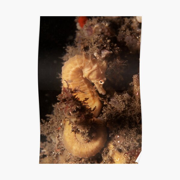 Sydney Seahorse, Bare Island, Botany Bay Poster