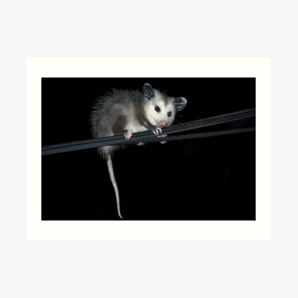 Baby Opossum Doing High Wire Act Art Print