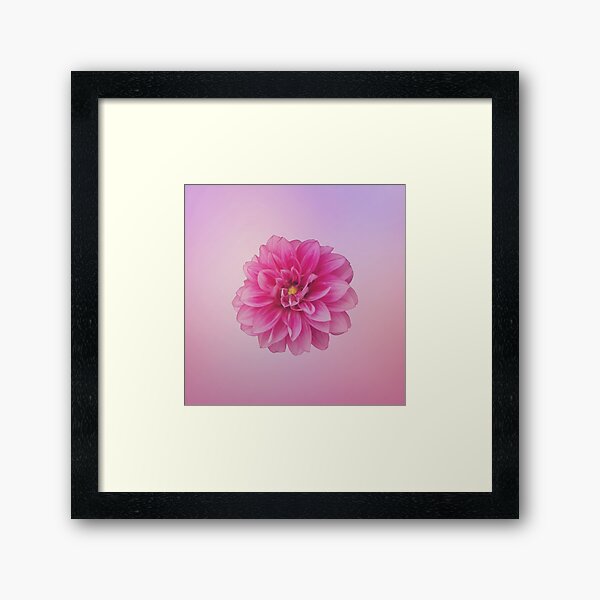 Dahlia Beauty On Pastel Pink Framed Art Print