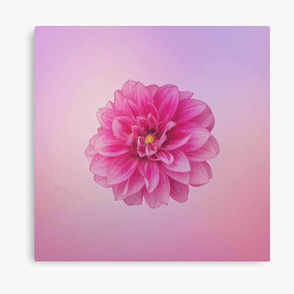 Dahlia Beauty On Pastel Pink Canvas Print