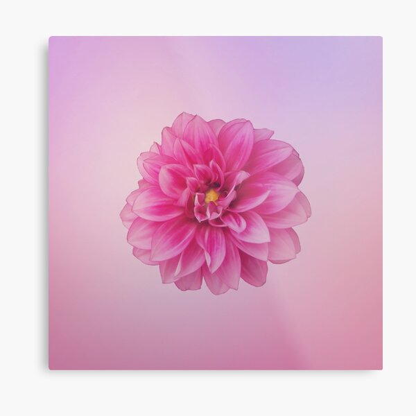 Dahlia Beauty On Pastel Pink Metal Print