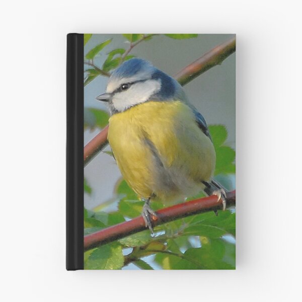 Item preview, Bluetit designed and sold by evelynlarner.