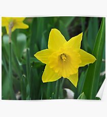 Narcissus Poster