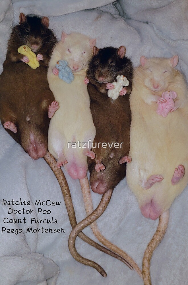 rats with teddy bears