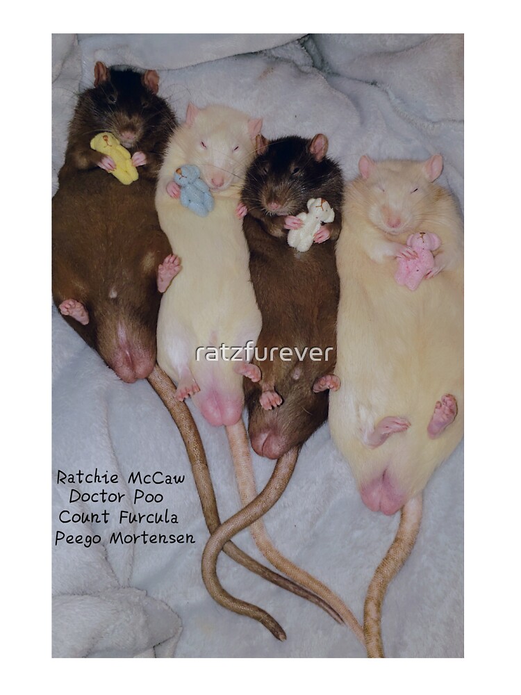 rats with teddy bears