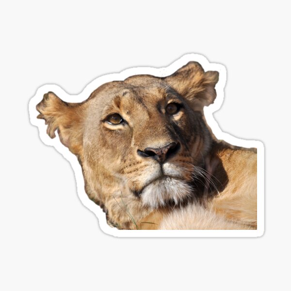 portrait female lion (lioness) Kenya Sticker