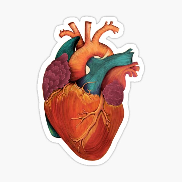 Calcetines cardíacos anatómicos / Calcetines cardíacos