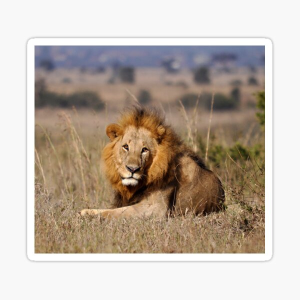 male lion portrait Sticker