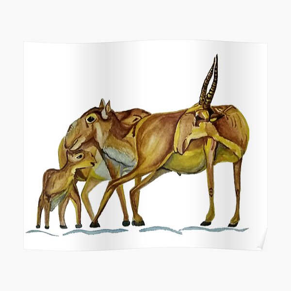 Family of Saiga Antelope (Watercolour) Poster