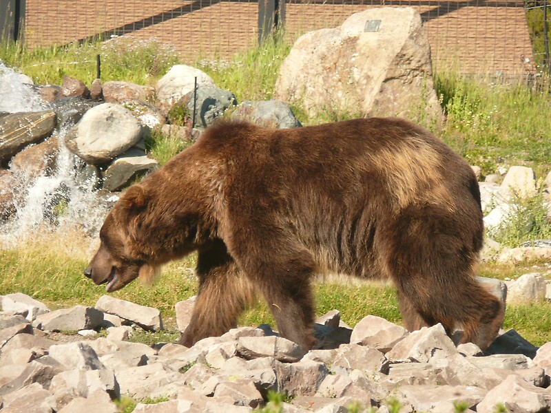 "Big Brown Bear West Yellowstone Wildlife Sanctuary." by