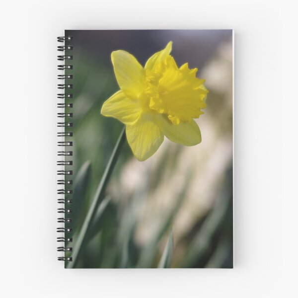 Artikelvorschau, Daffodil 1 entworfen und verkauft von Ra12.