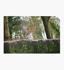 Robin on the run Photographic Print