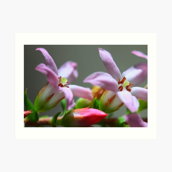 Epacris pulchella Art Print