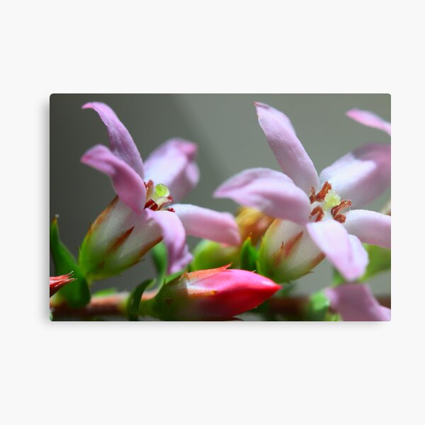 Epacris pulchella Metal Print