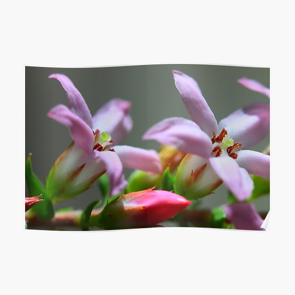 Epacris pulchella Poster