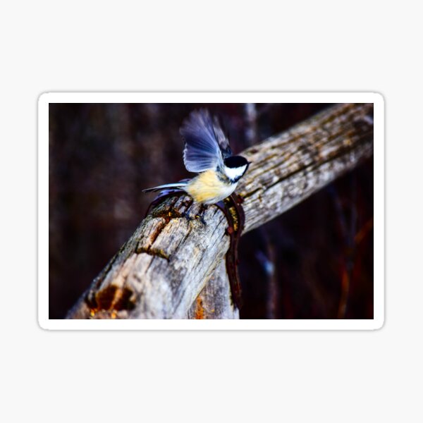 Chickadee lifting off. Sticker