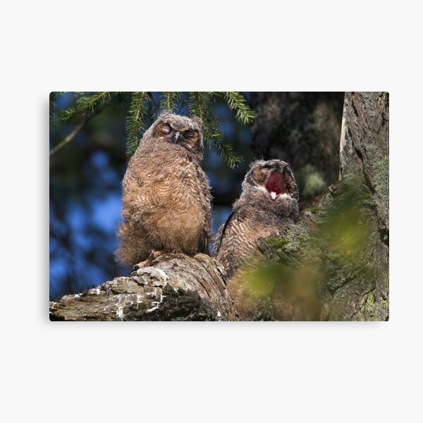 Owlet Siesta Canvas Print