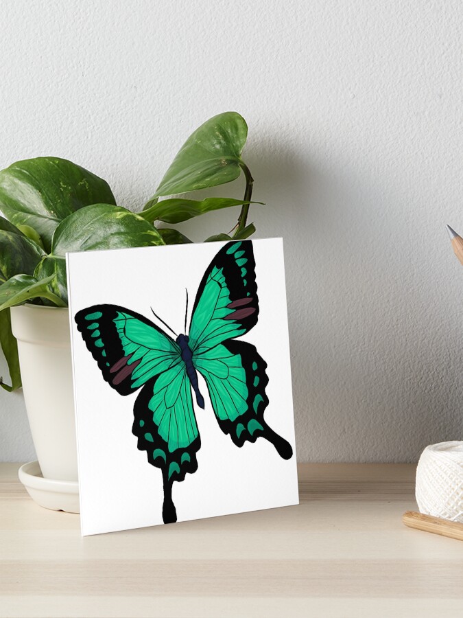 Lámina rígida «mariposa de dibujos animados - verde azulado» de MonicaChristine | Redbubble Lámina rígida «mariposa de dibujos animados - verde azulado» de MonicaChristine | Redbubble