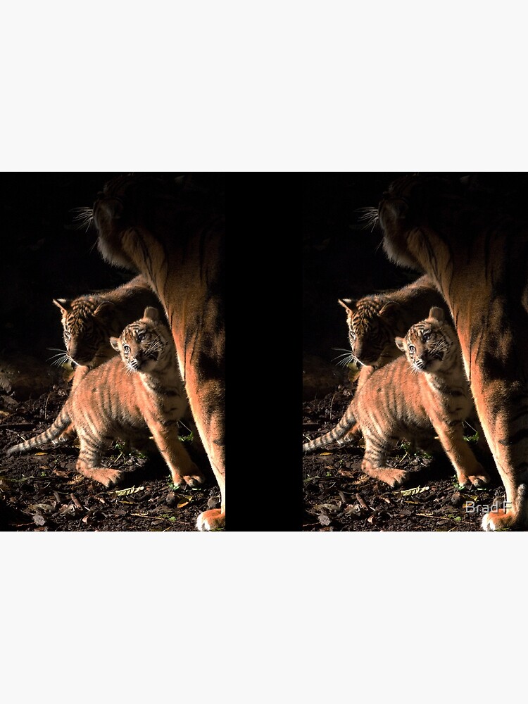 Binjai and 2 of her babies - Rani & Hutan by bfra