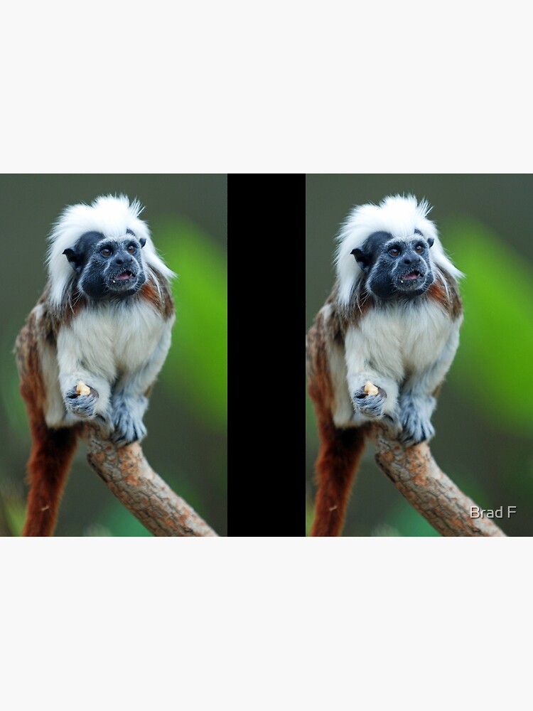 Cotton Top Tamarin by bfra