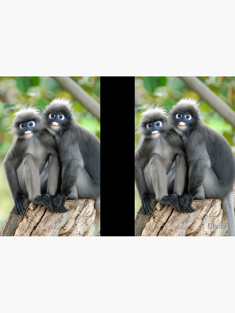 Dusky Leaf Monkeys by bfra