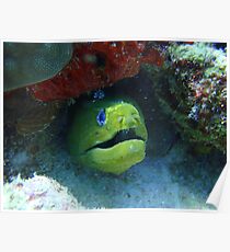 Green Moray Poster