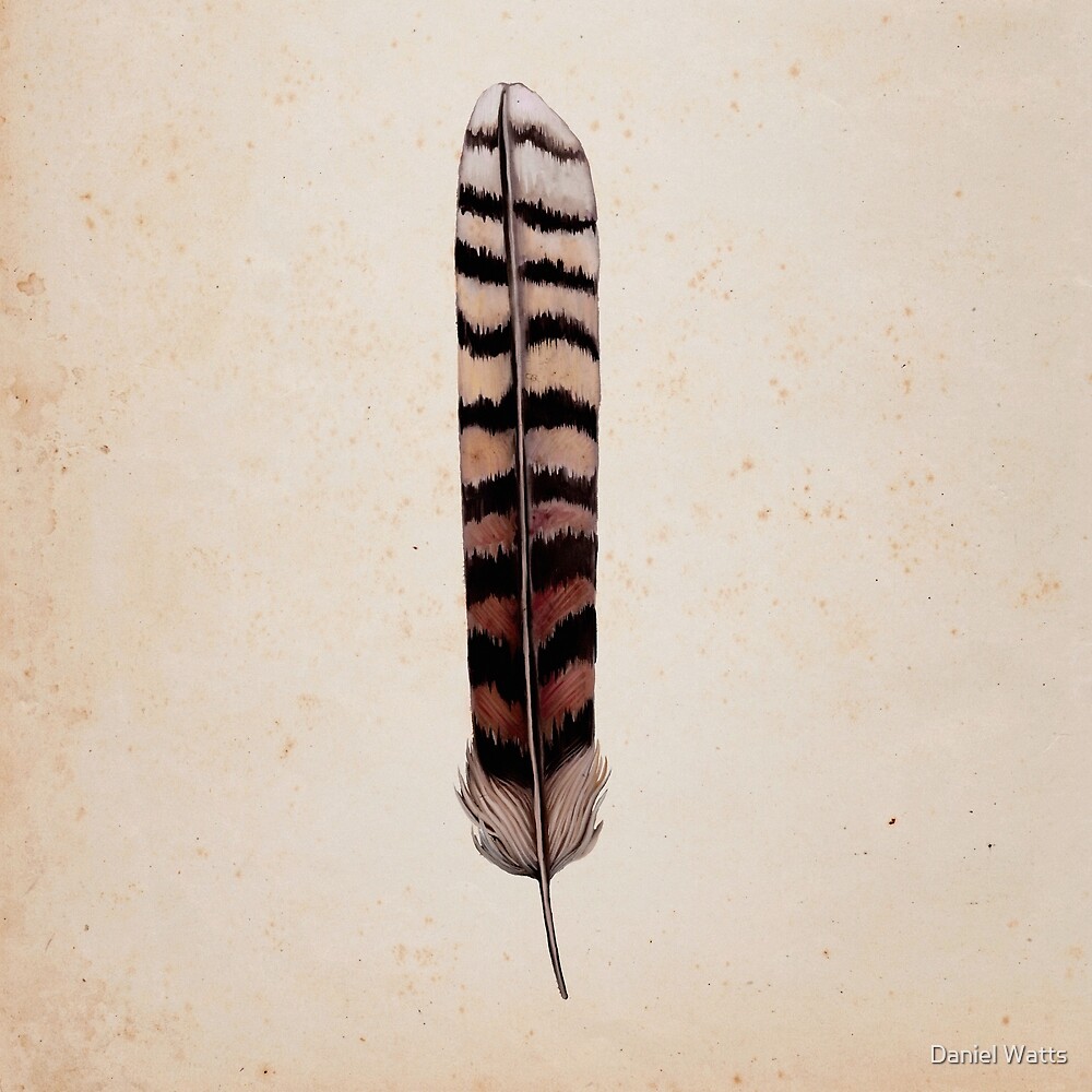 "Kookaburra Feather" by Daniel Watts Redbubble