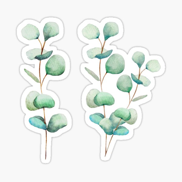Eucalyptus II Sticker