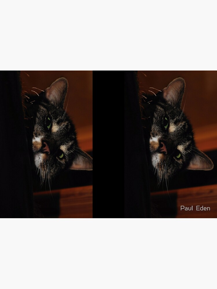 'Ello.. by pauleden
