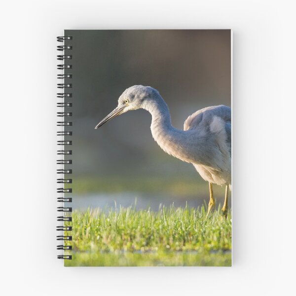 Item preview, Young White-faced Heron designed and sold by Jennie  Stock.