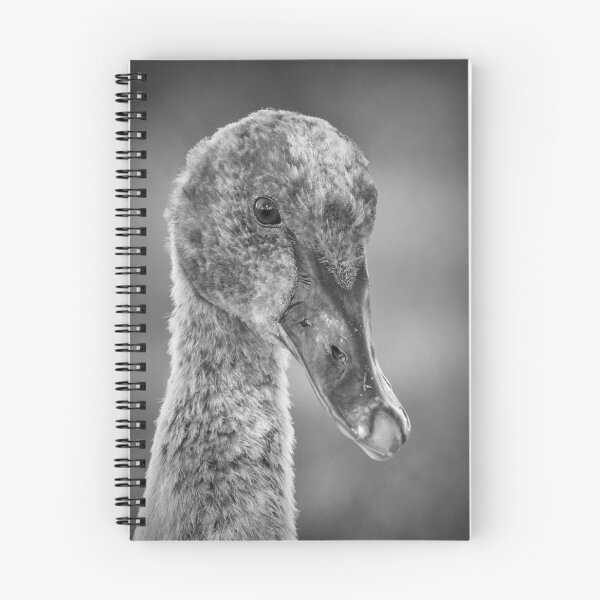 Item preview, Young Black Swan portrait designed and sold by Jennie  Stock.