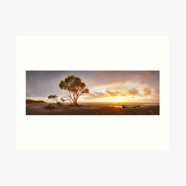 Mangrove Trees, Moreton Bay, Queensland, Australia Art Print